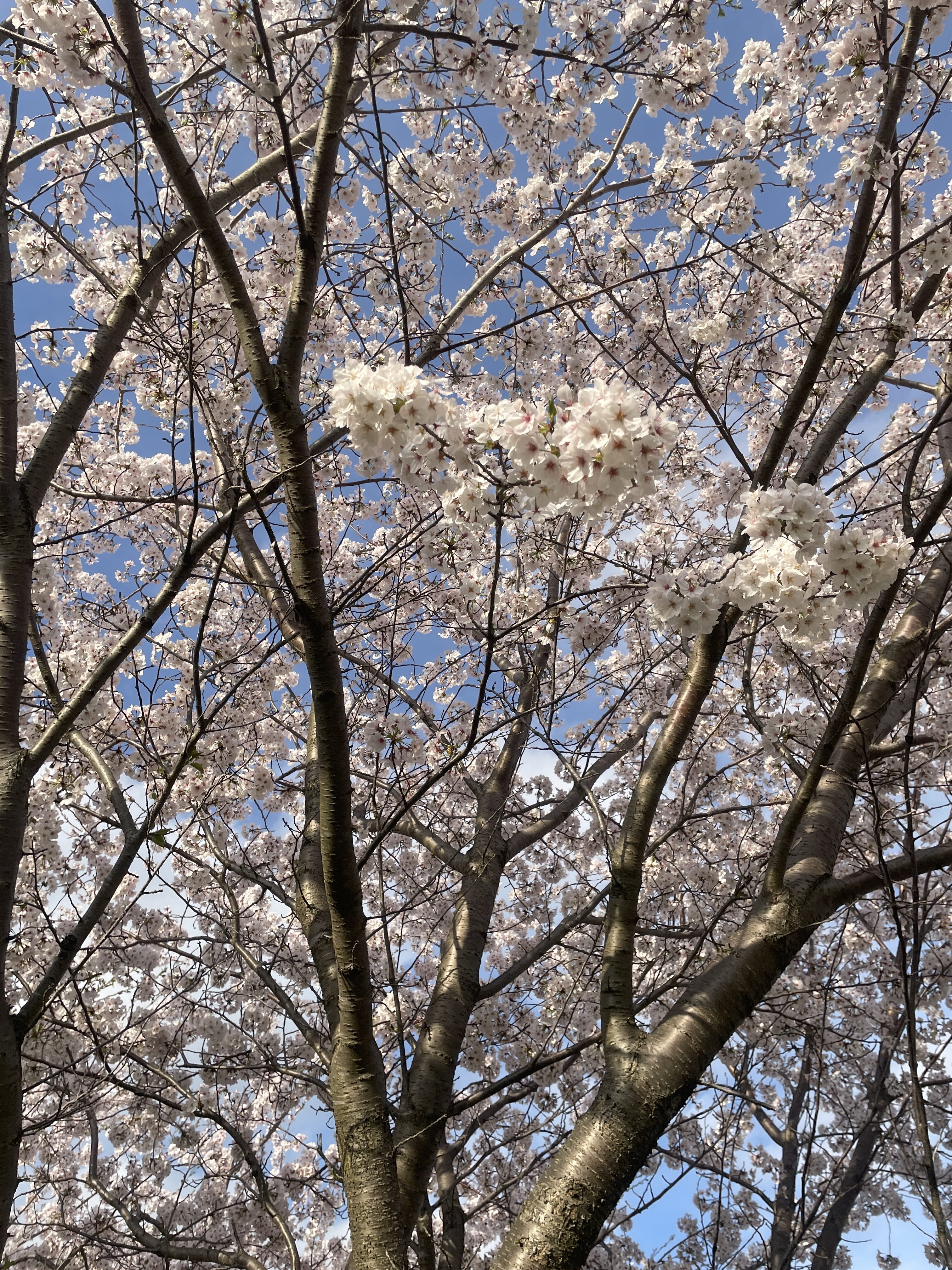 お花見日和♪
