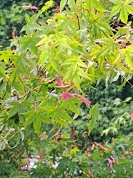 はじめて見た花
