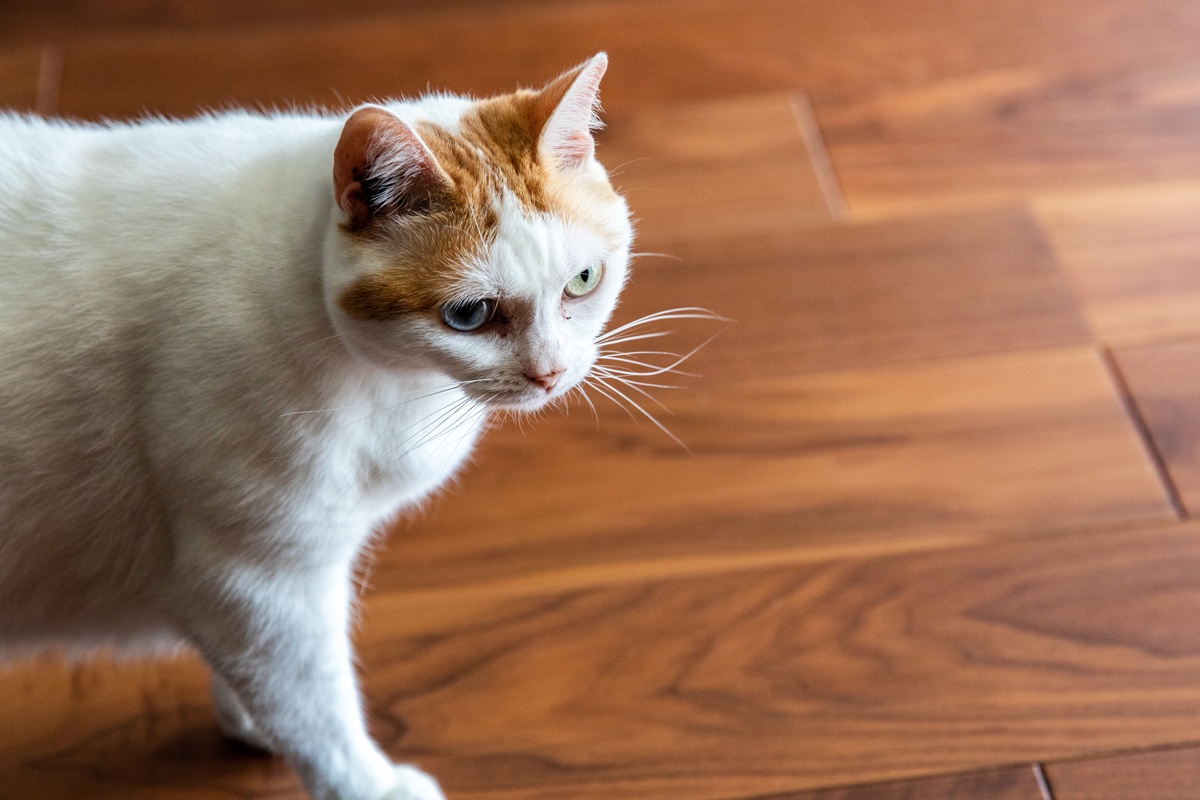 フローリングを歩く猫
