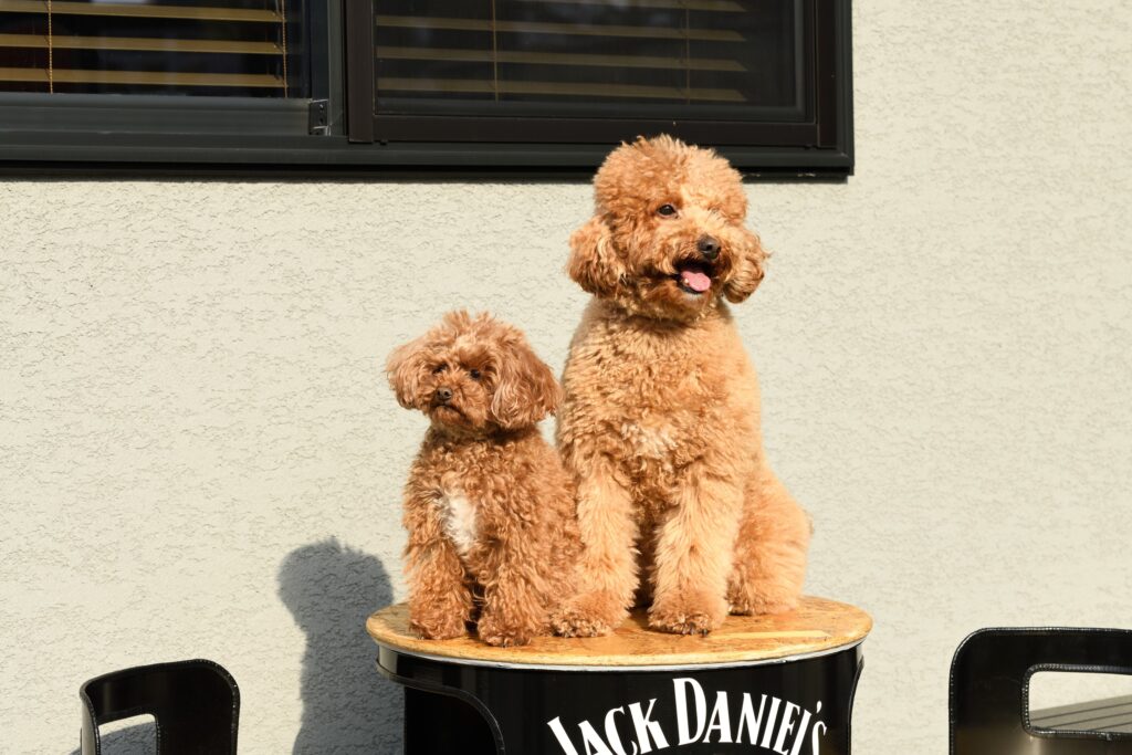 庭で仲良く並ぶ2匹の愛犬
